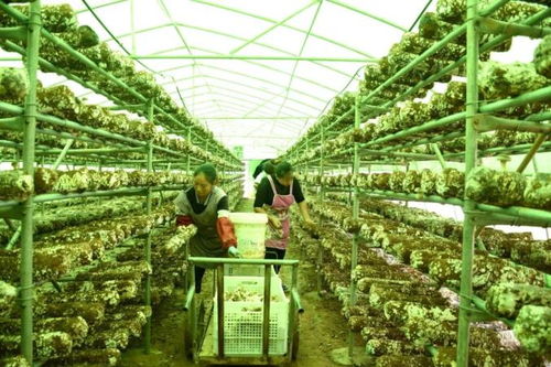 助農團團丨發展食用菌產業，以菌種進出口撐起鄉村“致富傘”