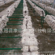食用菌菌種產業鏈探析 加工價格、批發市場、廠家與進出口貿易