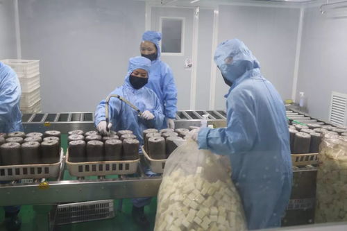 加大研發力度，發展優質食用菌產品，促進菌種進出口繁榮