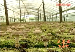 2015年河北進出口食品平穩增長，食用菌菌種貿易表現亮眼